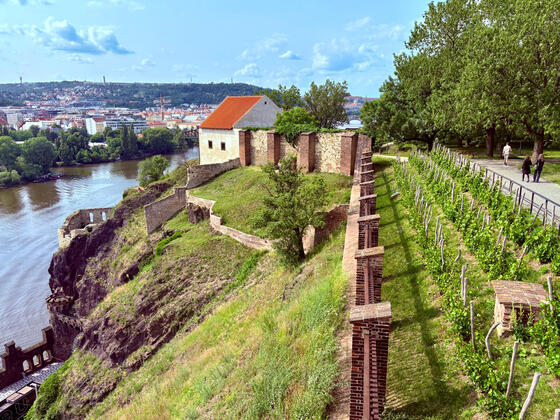 Vineyard in Prague