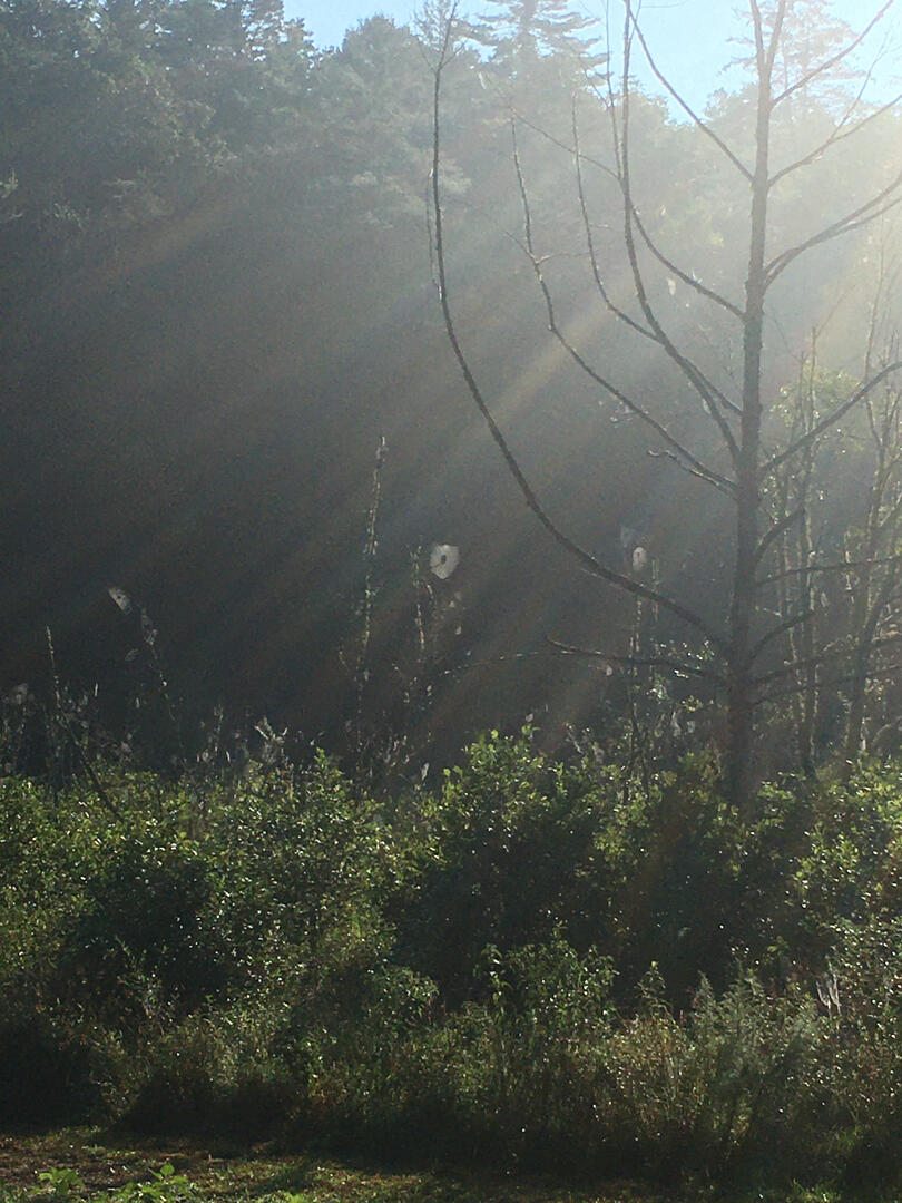 a spider&#39;s gotta live