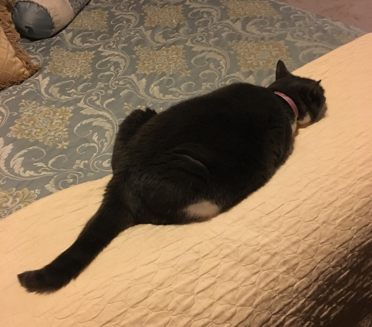 view 2 loaf cat