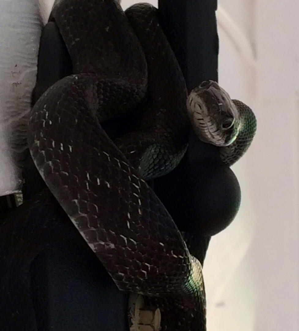 guard snek