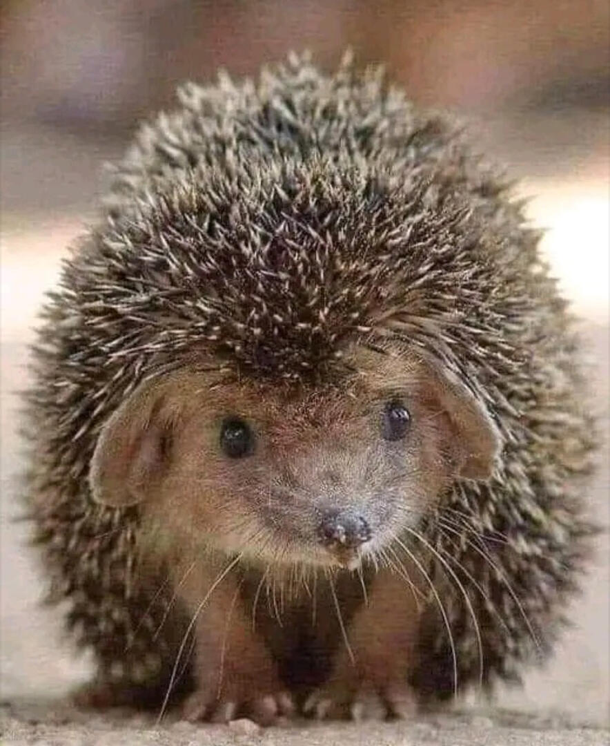 my spirit animal