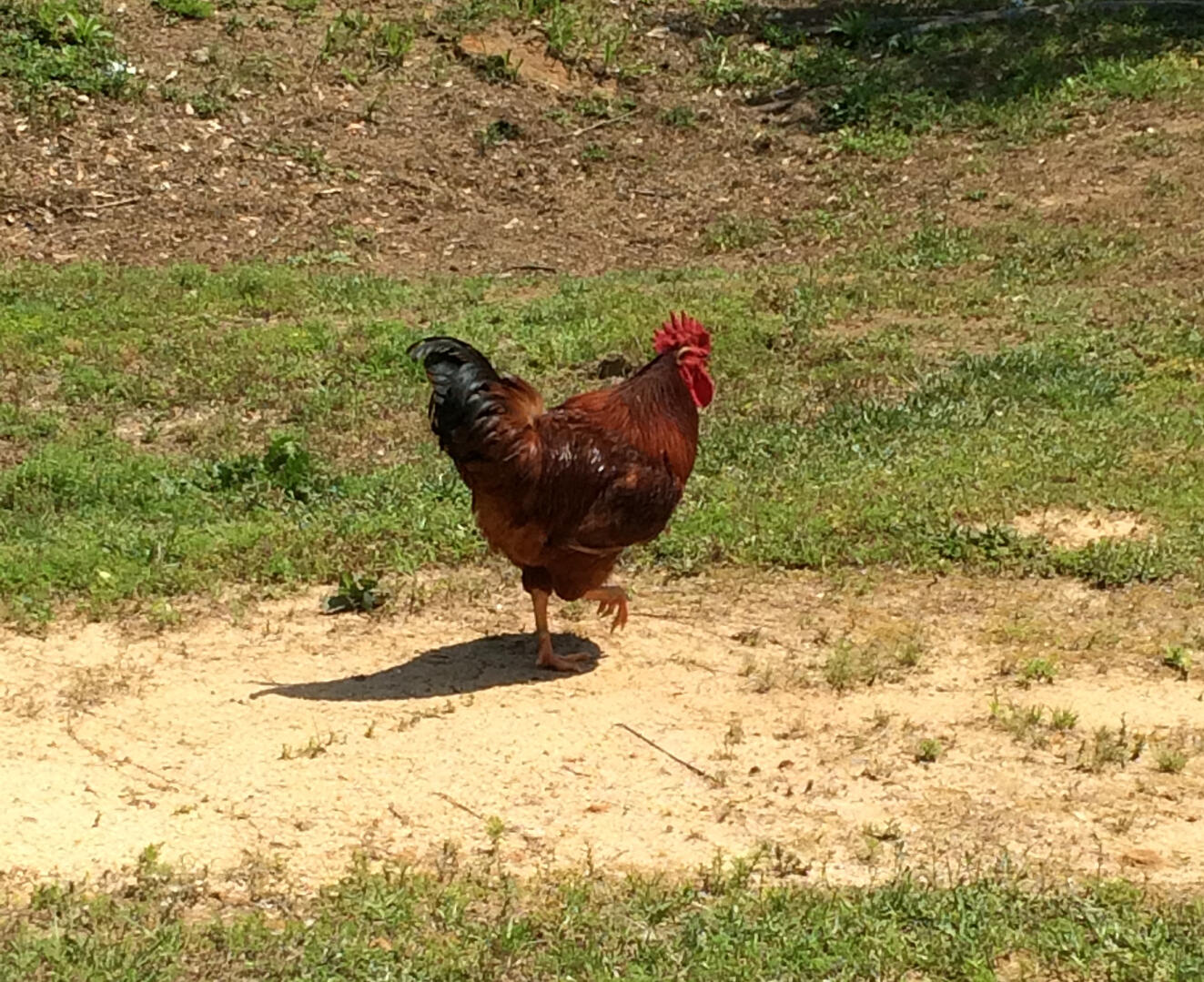 just a random chicken boi