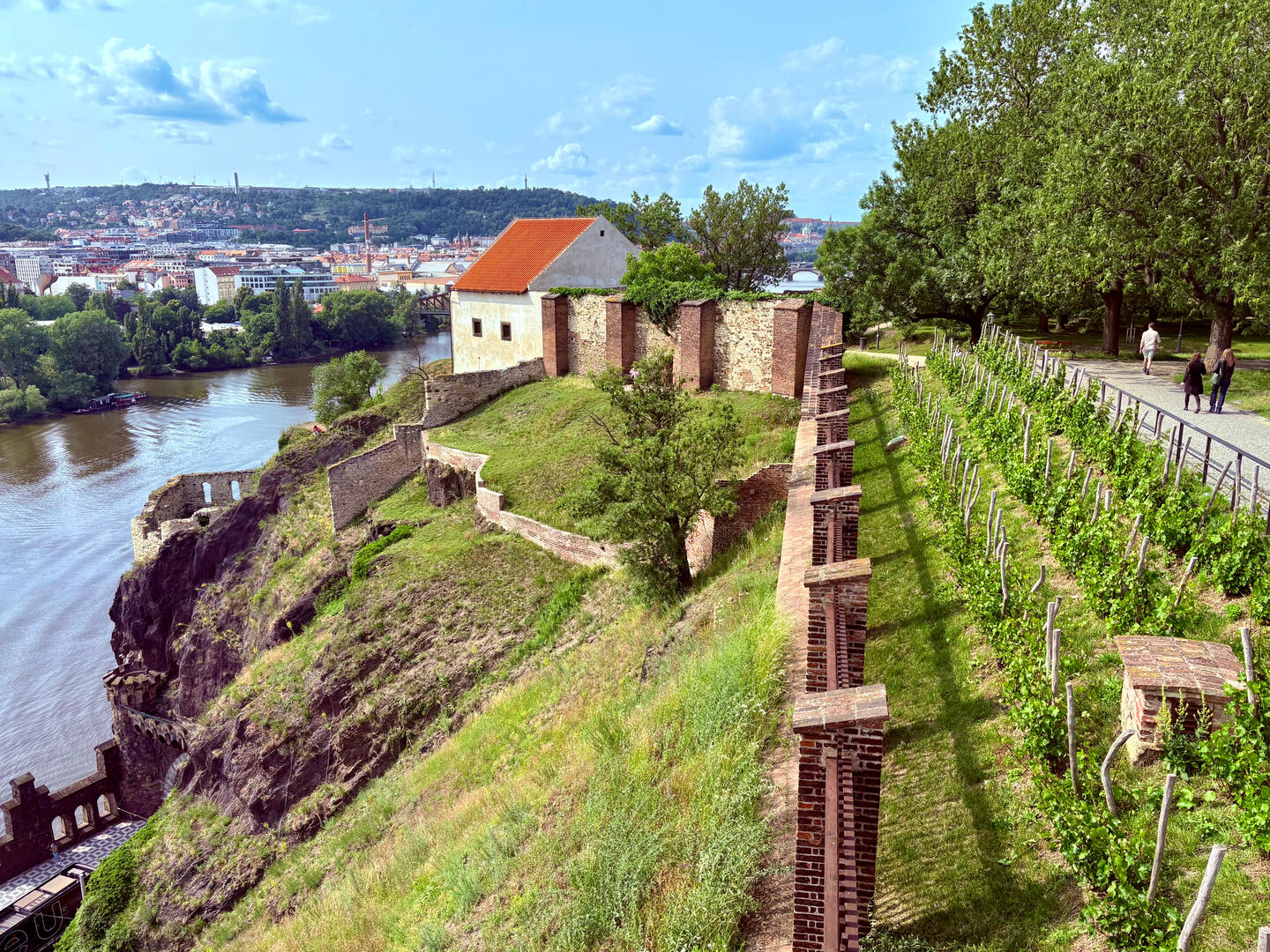 Vineyard in Prague