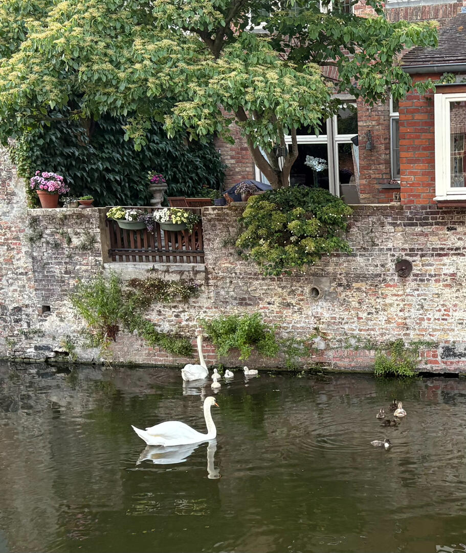 just some swans living their best life