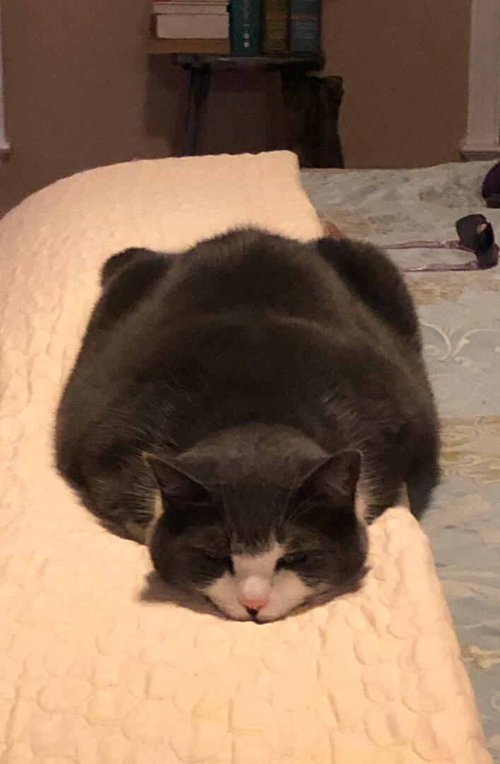 view 1 loaf cat