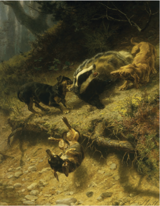 Badger Baiting