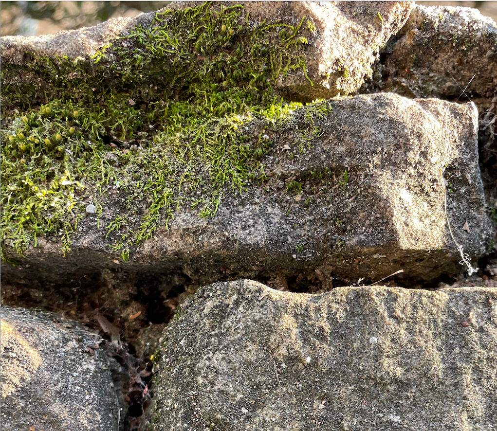 moss