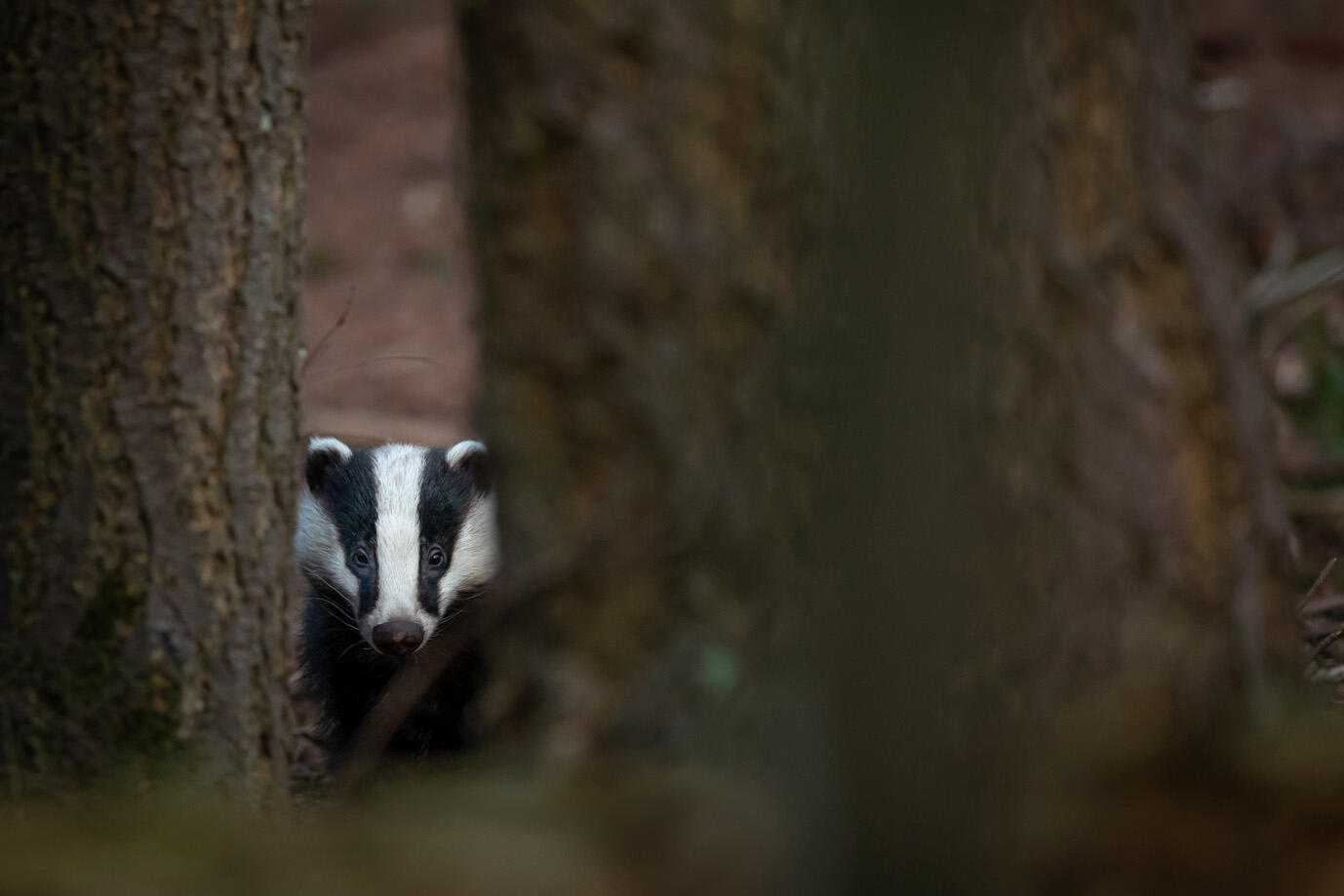 badger through trees