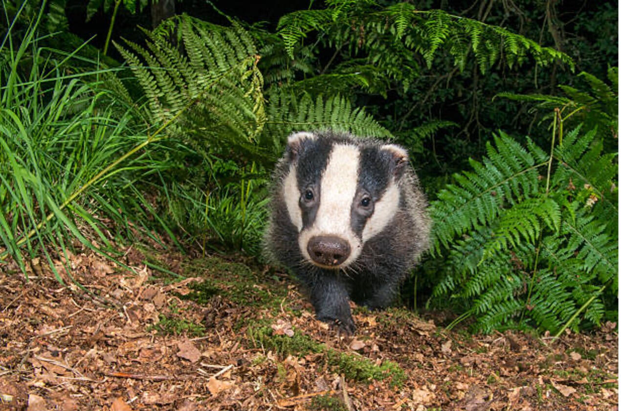 badger and ferns