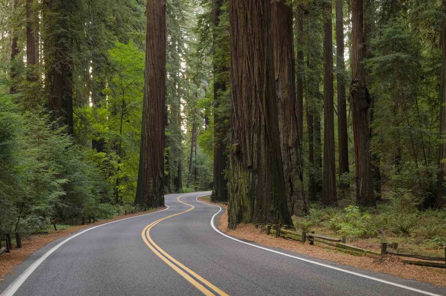 Redwood Highway